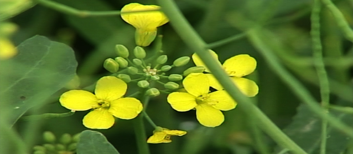 Kanola Tarımında Verimi Etkileyen Faktörler