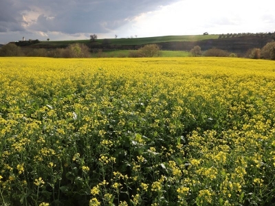Adanalı çiftçilere kanola desteği