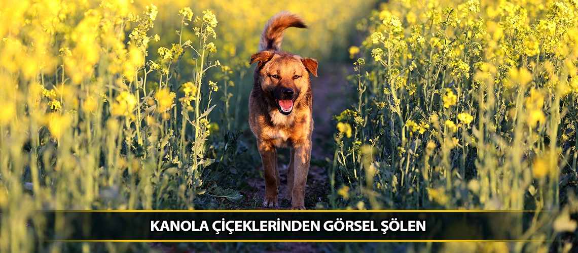Kanola çiçeklerinden görsel şölen