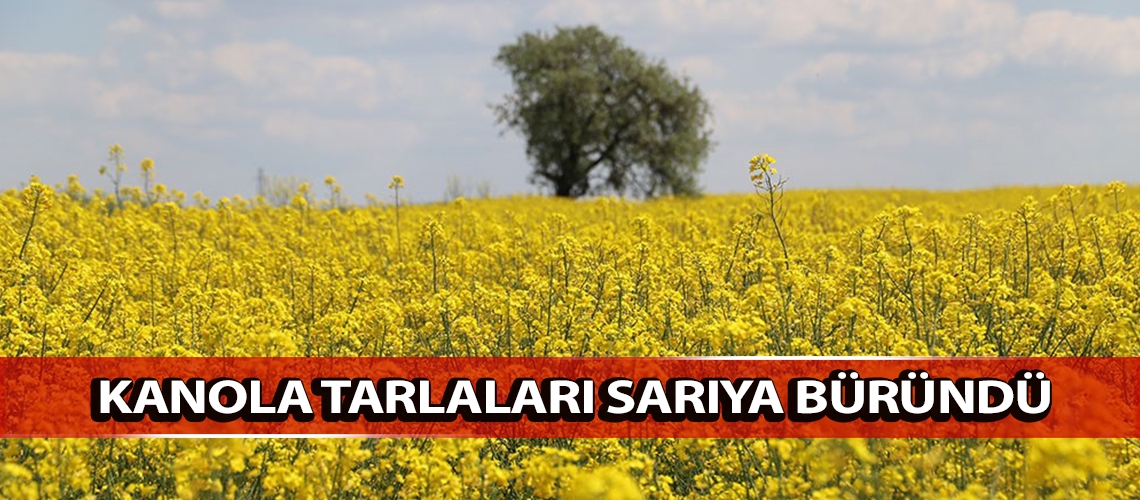 Kanola tarlaları sarıya büründü