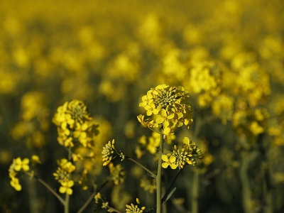 Kanola çiçeklerinden görsel şölen