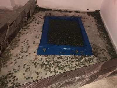 Kaçak su kaplumbağaları sınırda yakalandı