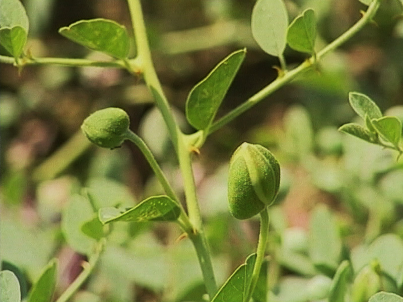 Kapari Tarımı - Bitkisel Üretim - Tarım TV