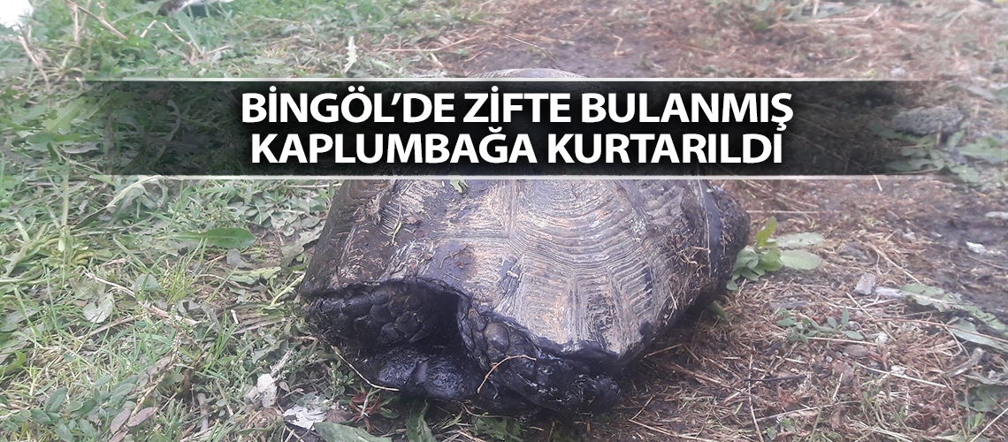 Zifte bulanmış kaplumbağa kurtarıldı
