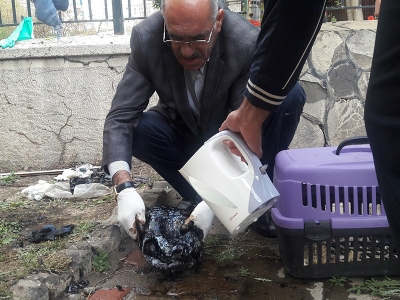 Zifte bulanmış kaplumbağa kurtarıldı