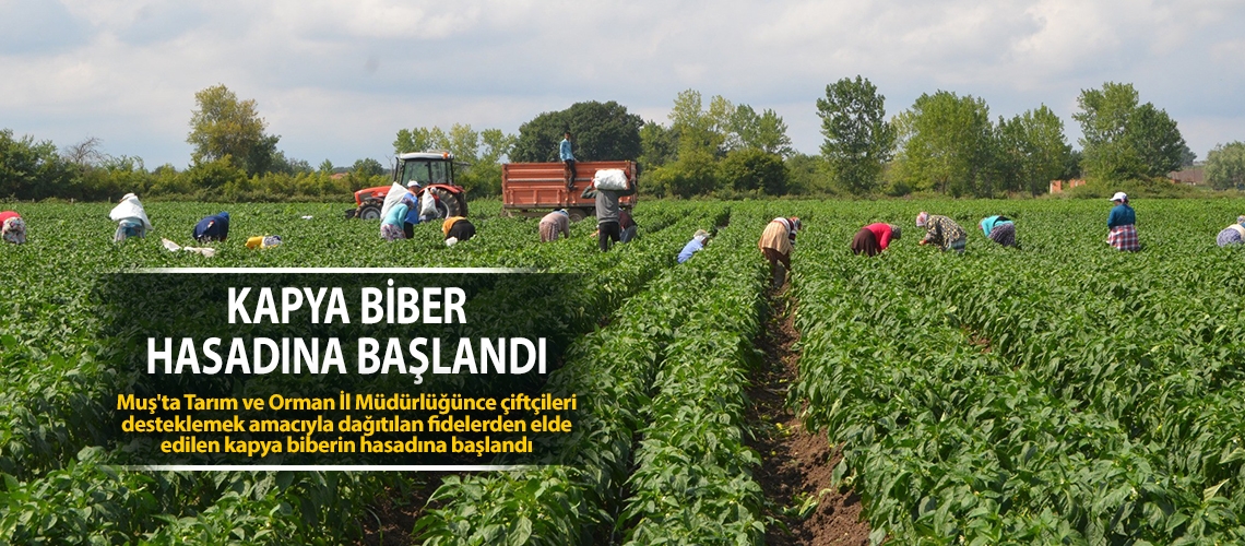 Kapya biber hasadına başlandı
