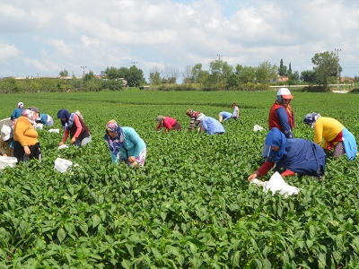 Kapya biber hasadına başlandı