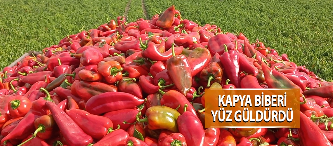 Kapya biberi yüz güldürdü