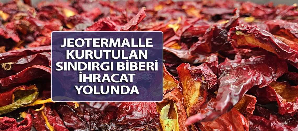 Jeotermalle kurutulan Sındırgı biberi ihracat yolunda