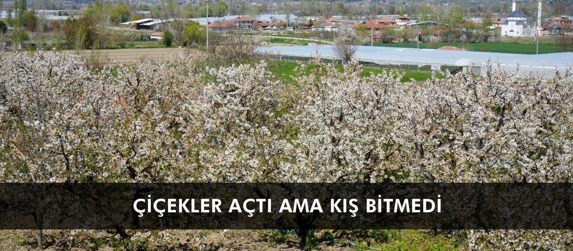 Çiçekler açtı ama kış bitmedi