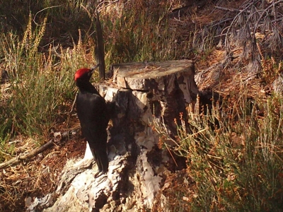 ‘Kara ağaçkakan’ kameralara takıldı