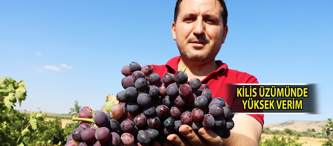 Kilis üzümünde yüksek verim