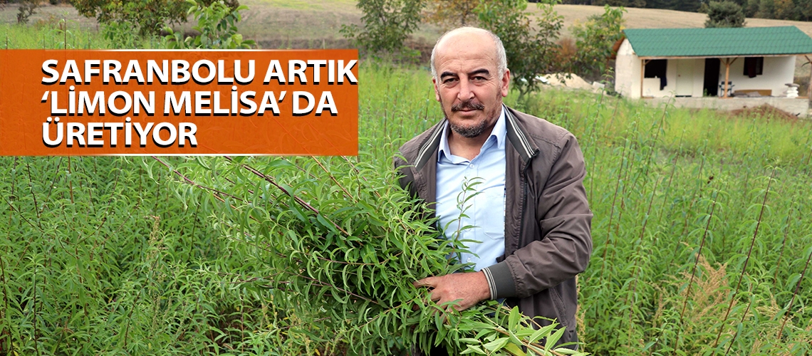 Safranbolu artık ‘limon melisa’ da üretiyor