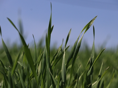Karabük hububatta yüksek verim bekliyor