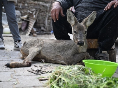Yaralı yavru karaca tedavi altına alındı