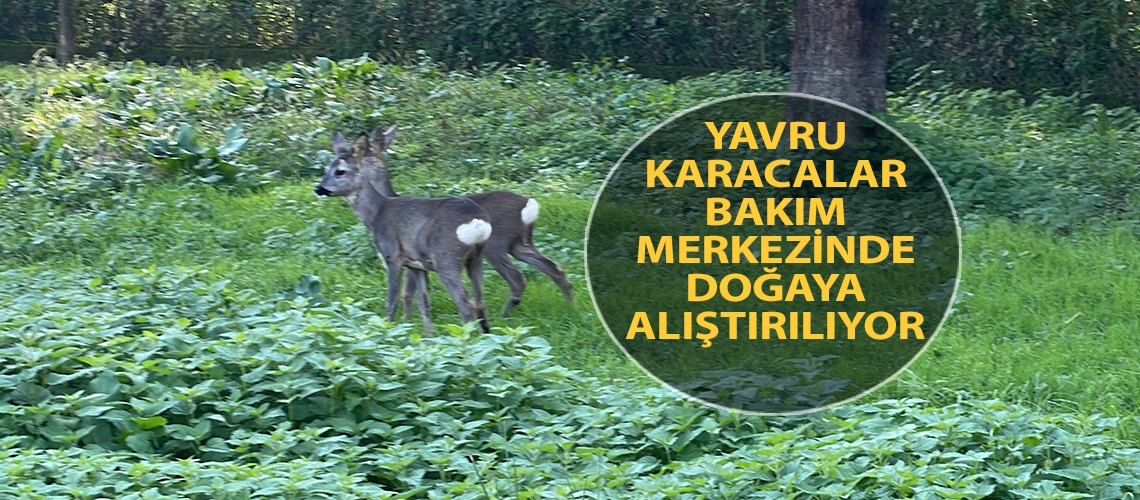 Yavru karacalar bakım merkezinde doğaya alıştırılıyor