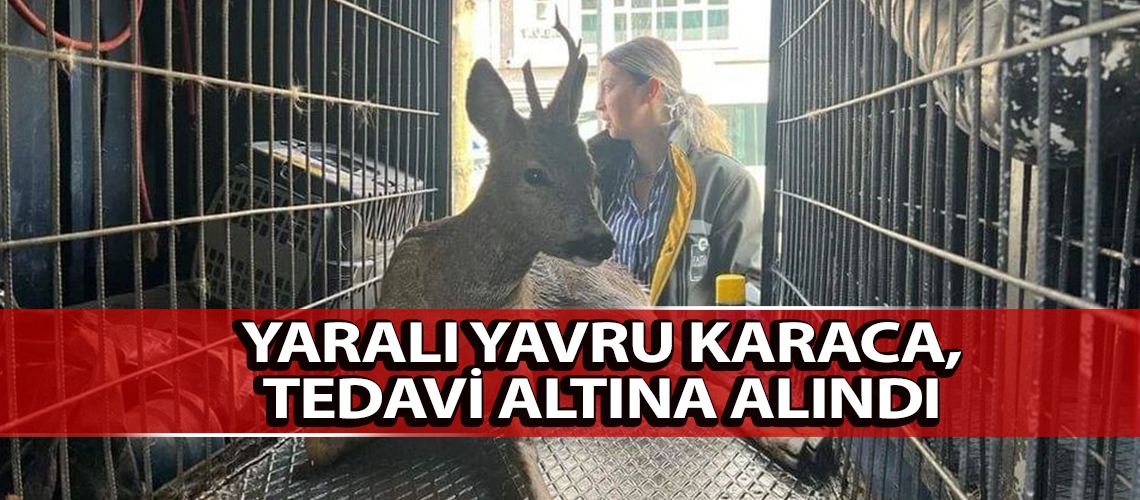 Yaralı yavru karaca, tedavi altına alındı