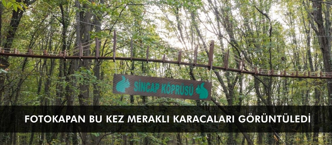 Fotokapan bu kez meraklı karacaları görüntüledi