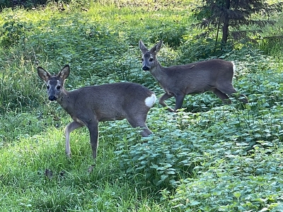 Yavru karacalar bakım merkezinde doğaya alıştırılıyor