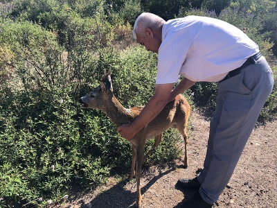 Yaralı hayvanlara şefkat eli