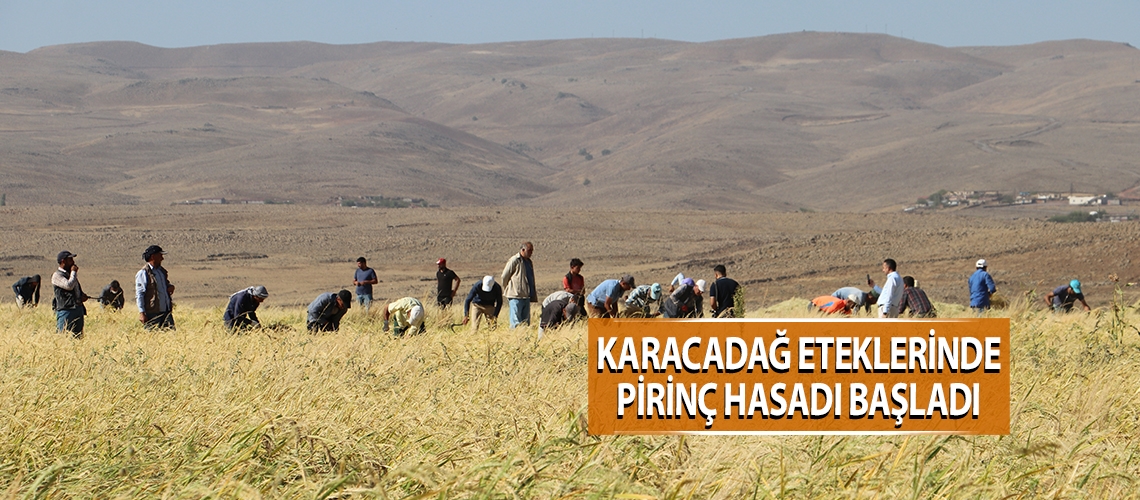 Karacadağ eteklerinde pirinç hasadı başladı