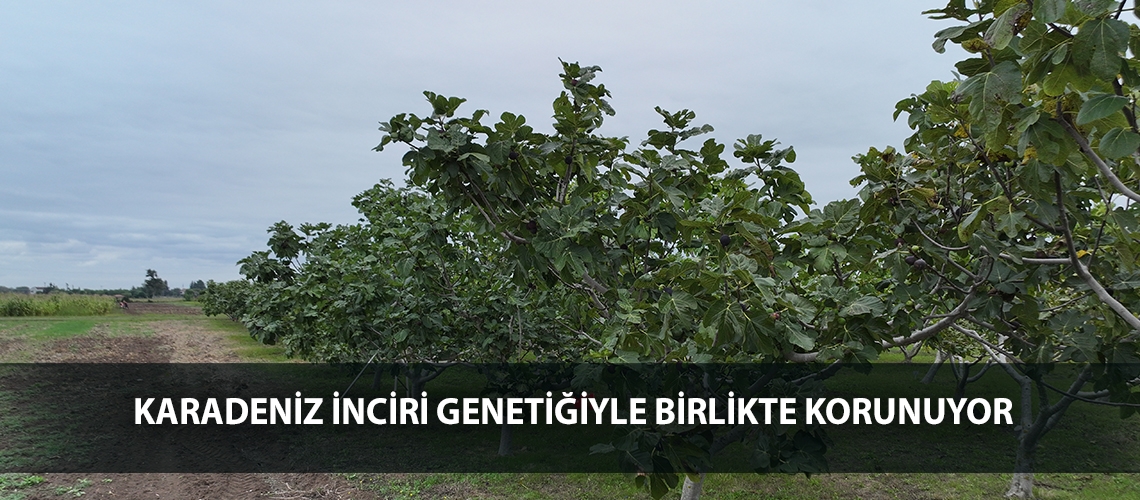 Karadeniz inciri genetiğiyle birlikte korunuyor