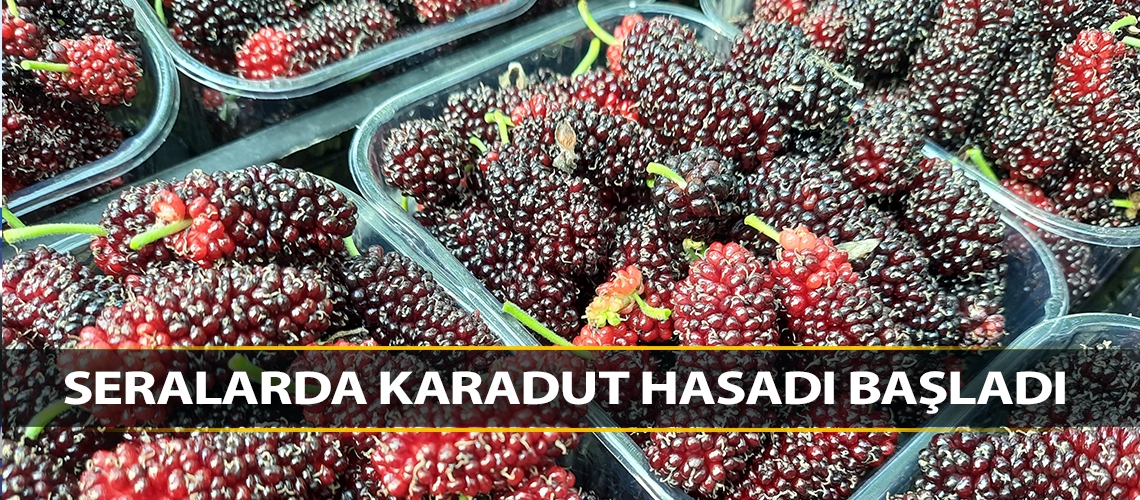 Seralarda karadut hasadı başladı