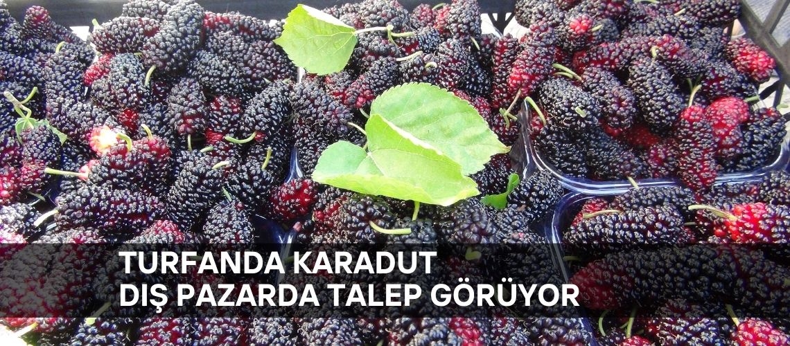 Turfanda karadut dış pazarda talep görüyor