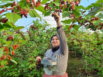 Seralarda karadut hasadı başladı