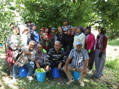 Karaman'da elma hasadı için yoğun mesai