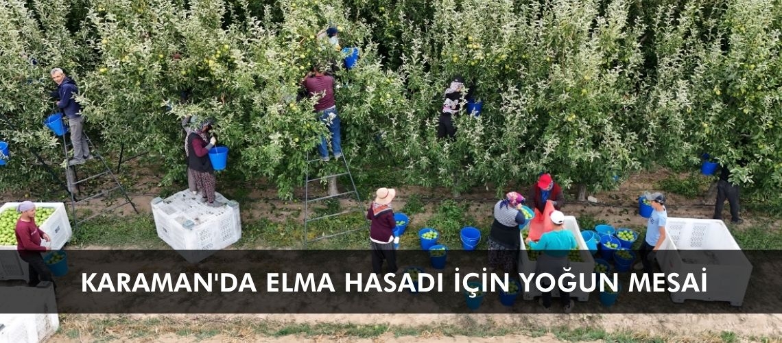 Karaman'da elma hasadı için yoğun mesai