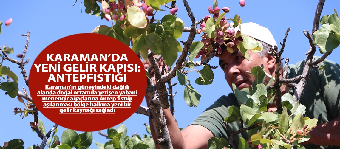 Karaman’da yeni gelir kapısı: Antepfıstığı