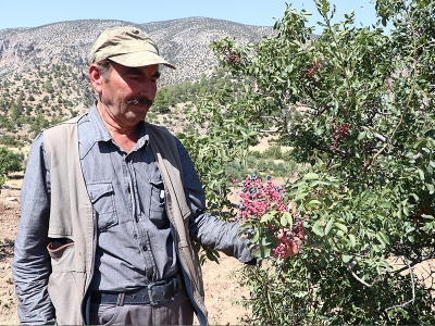 Karaman’da yeni gelir kapısı: Antepfıstığı
