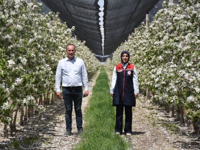 Zirai dondan etkilenen bahçeler yeniden yeşilleniyor
