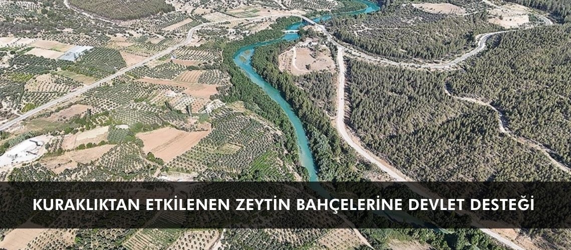Kuraklıktan etkilenen zeytin bahçelerine devlet desteği