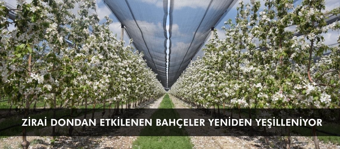 Zirai dondan etkilenen bahçeler yeniden yeşilleniyor