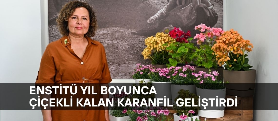 Enstitü yıl boyunca çiçekli kalan karanfil geliştirdi