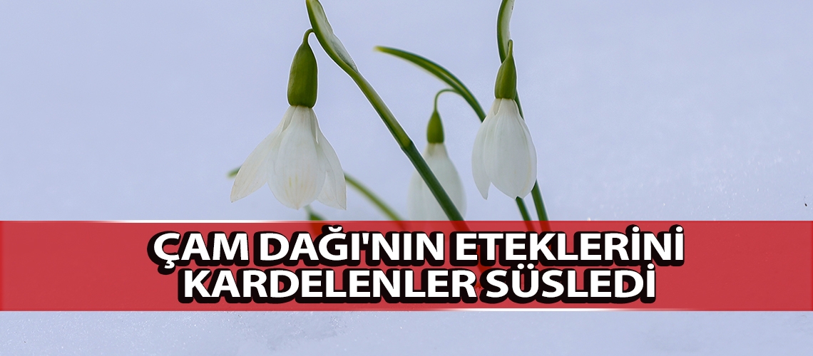 Çam Dağı'nın eteklerini kardelenler süsledi