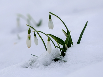 Çam Dağı'nın eteklerini kardelenler süsledi