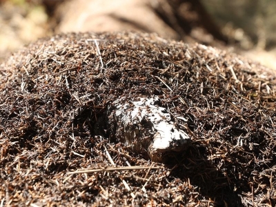 Asırlık ağaçları kırmızı orman karıncaları koruyor