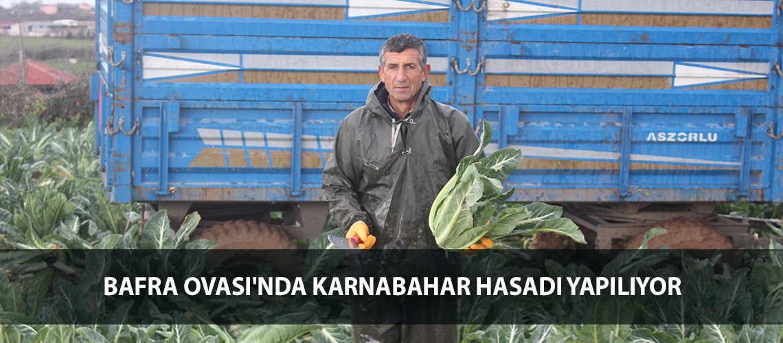 Bafra Ovası'nda karnabahar hasadı yapılıyor