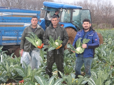 Bafra Ovası'nda karnabahar hasadı yapılıyor
