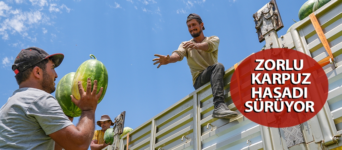 Zorlu karpuz hasadı sürüyor