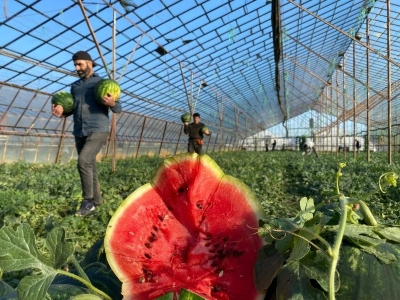 Antalya karpuzunda hasat başladı