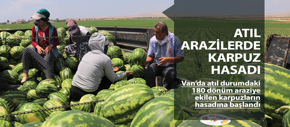 Atıl arazilerde karpuz hasadı