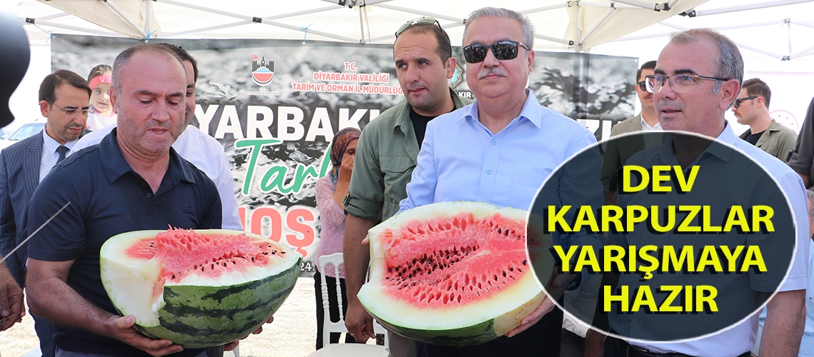 Dev karpuzlar yarışmaya hazır