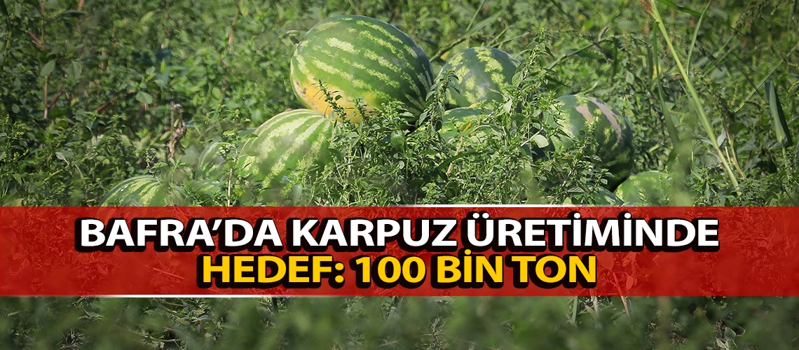 Bafra’da karpuz üretiminde hedef: 100 bin ton