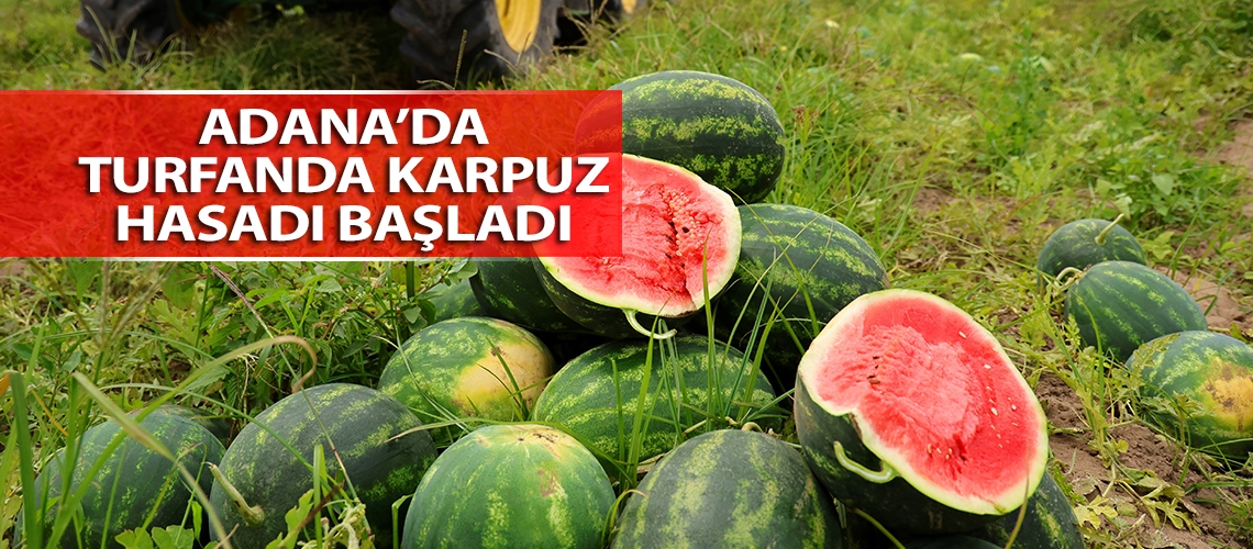 Adana’da turfanda karpuz hasadı başladı