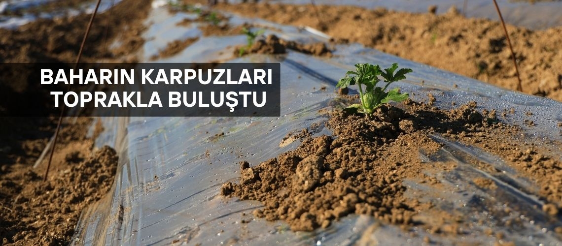 Baharın karpuzları toprakla buluştu