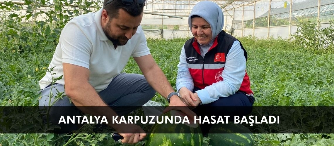 Antalya karpuzunda hasat başladı